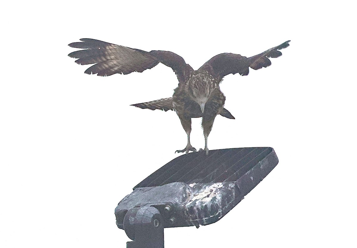 Yellow-headed Caracara - ML631356149