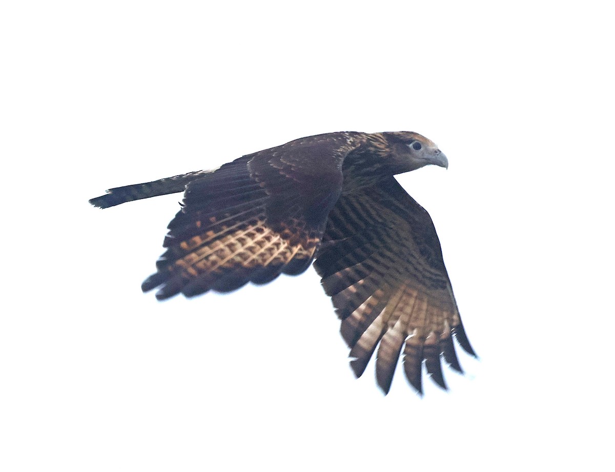 Yellow-headed Caracara - ML631356150