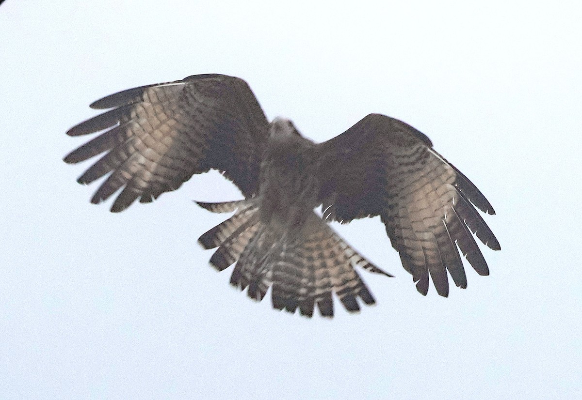 Yellow-headed Caracara - ML631356151
