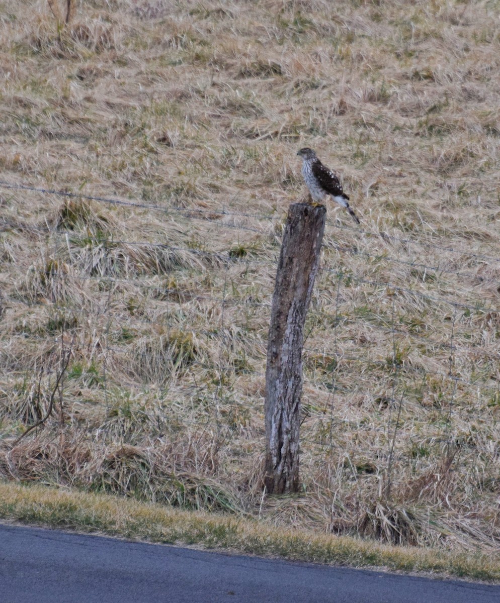 Cooper's Hawk - ML631357520