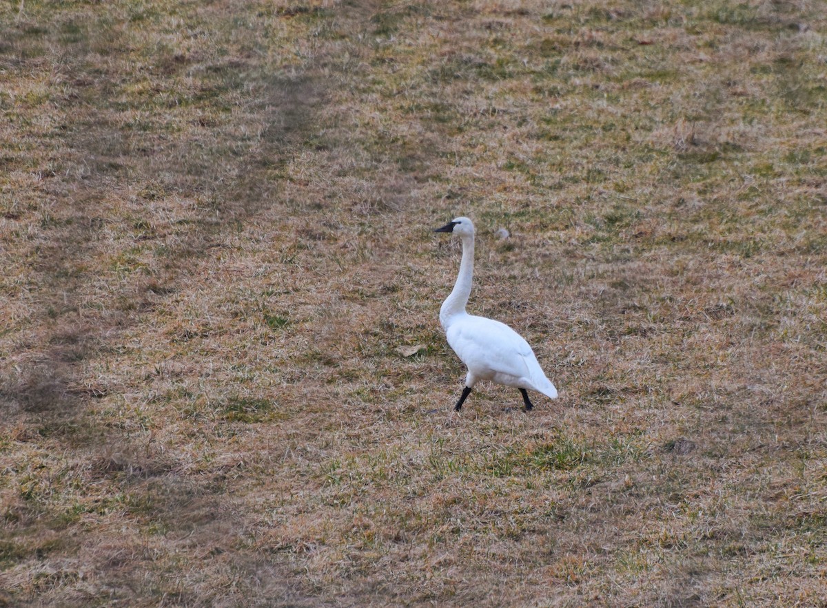 Tundra Swan - ML631357524