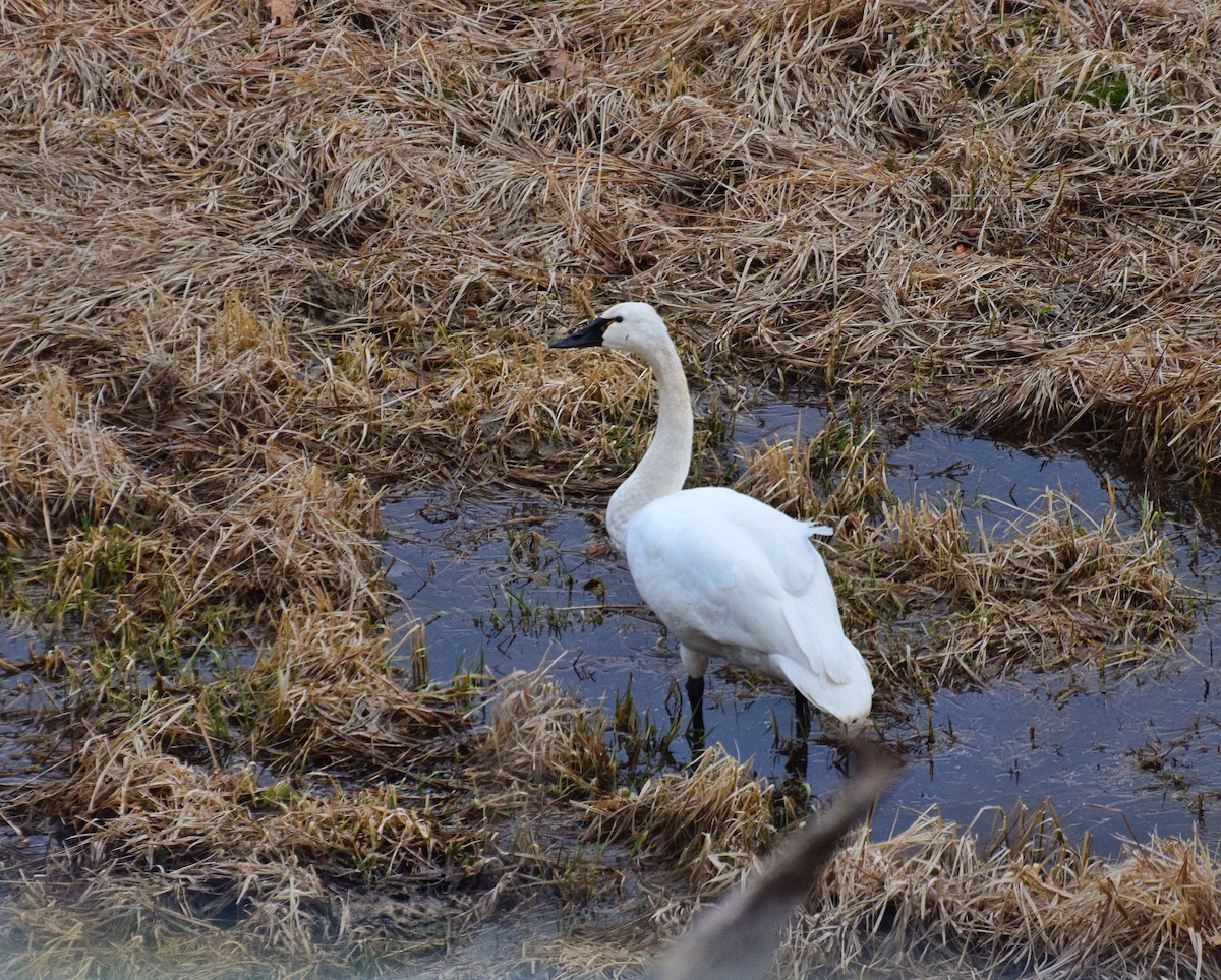 Tundra Swan - ML631357525