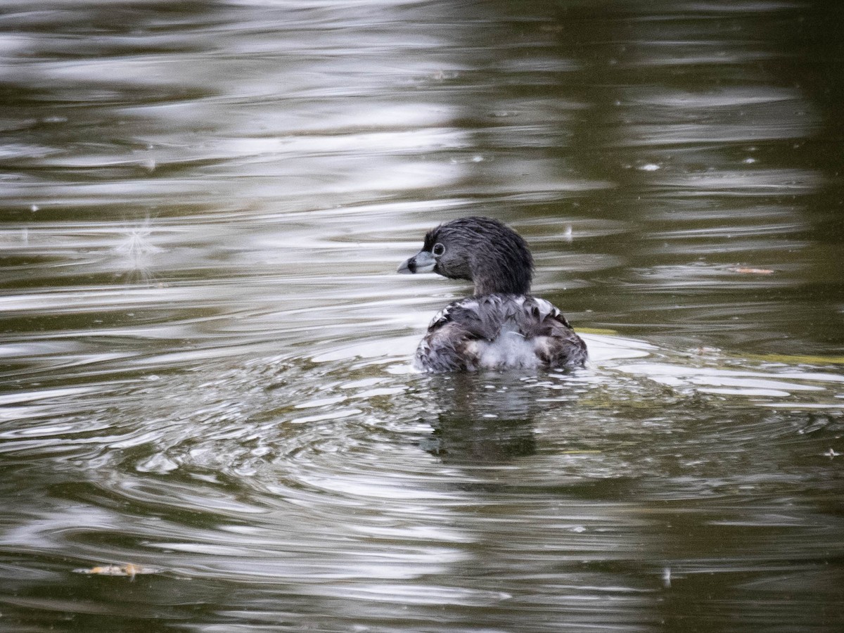 Pied-billed Grebe - ML631357616