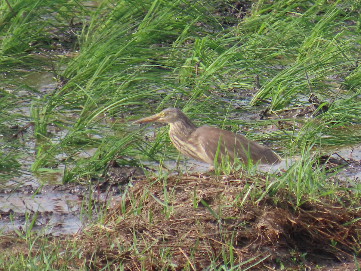 Indian Pond-Heron - ML631357620
