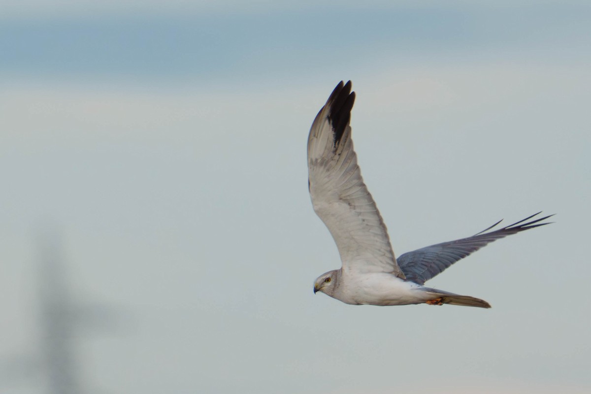 Pallid Harrier - ML631357747