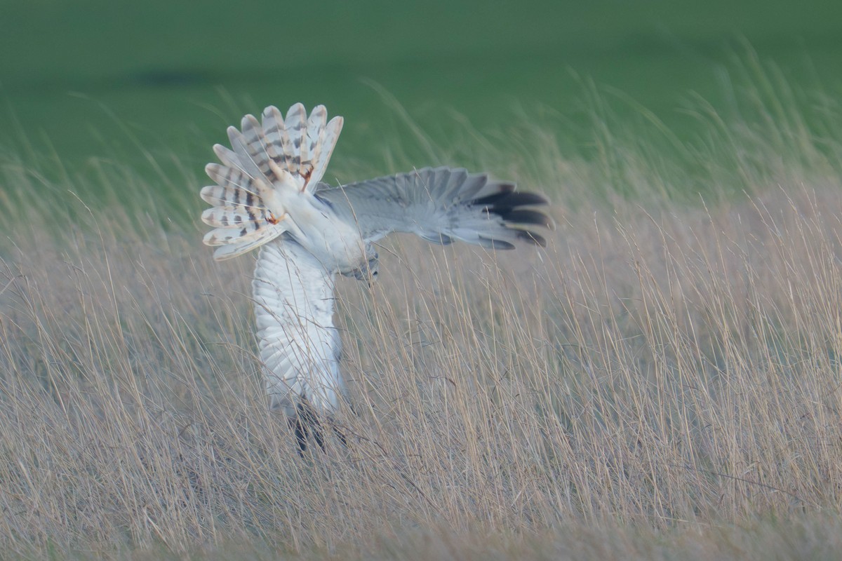 Pallid Harrier - ML631357748