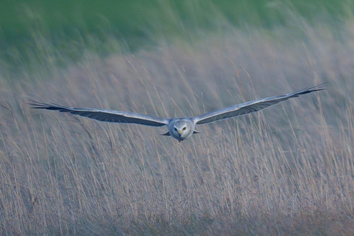 Pallid Harrier - ML631357749