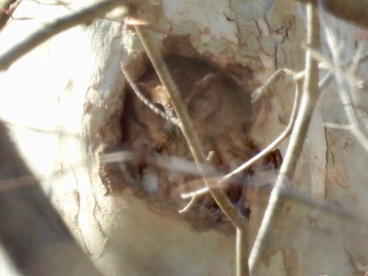 Eastern Screech-Owl - ML631357752