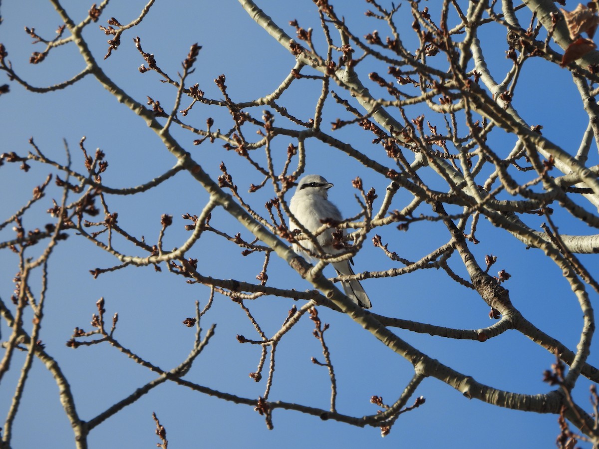 Northern Shrike - ML631357785