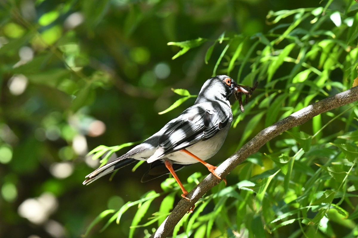 Eastern Red-legged Thrush - ML631358240