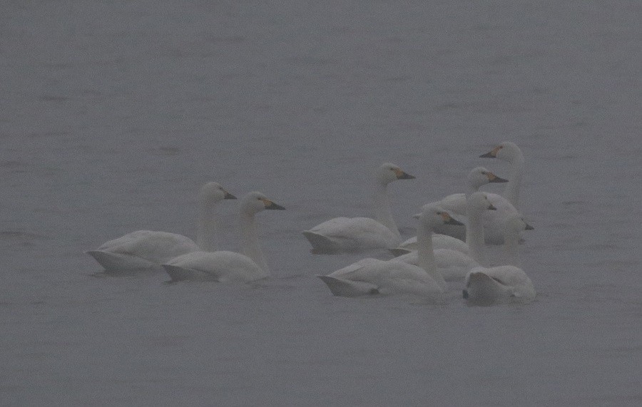 Cisne Chico - ML631358251