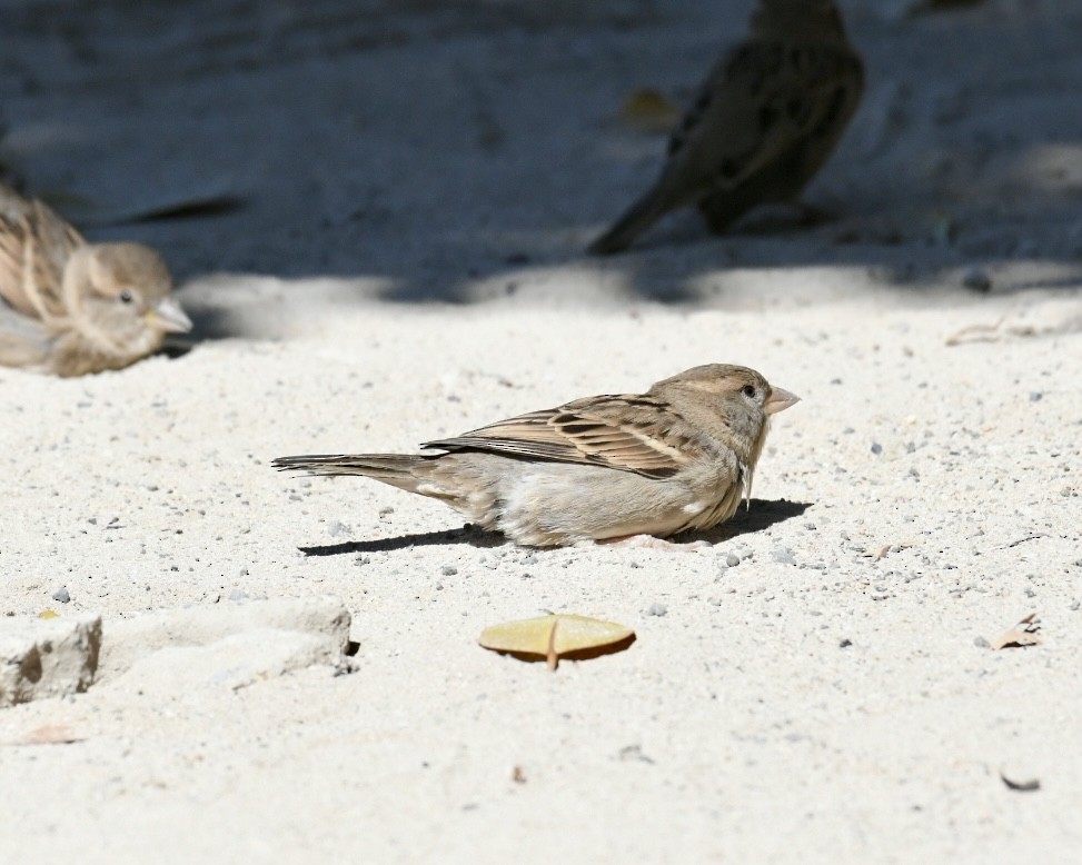 House Sparrow - ML631358260