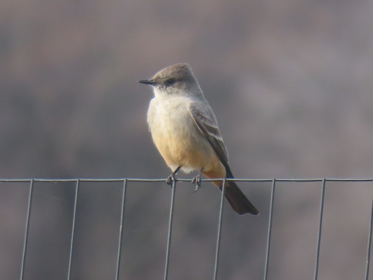 Mosquero Llanero - ML631358319