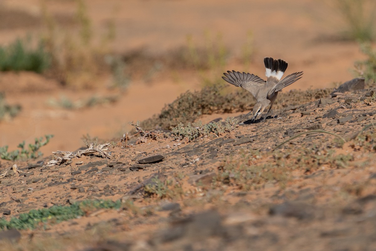 bělořit plavý - ML631358554