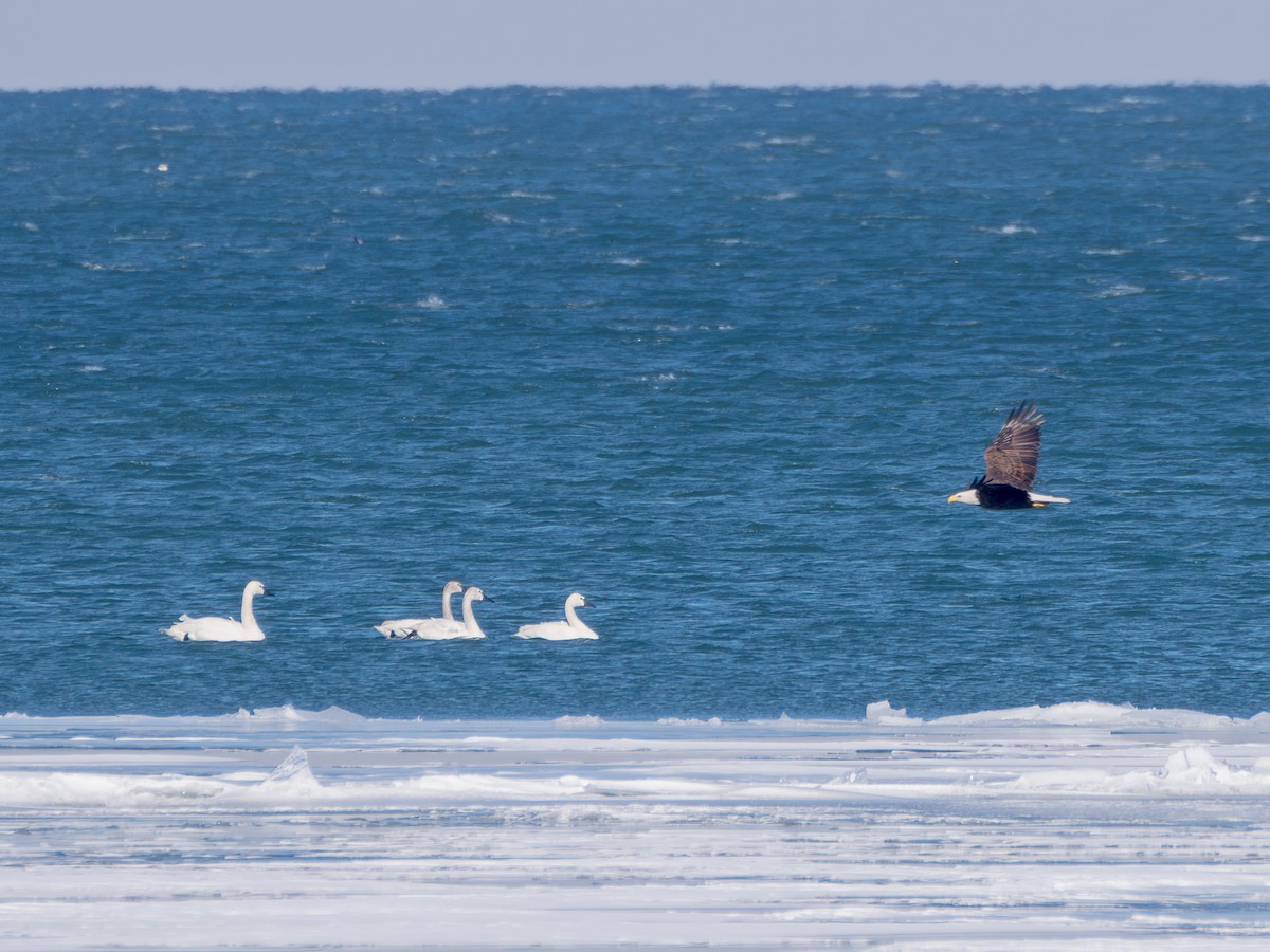 Trumpeter Swan - ML631358707