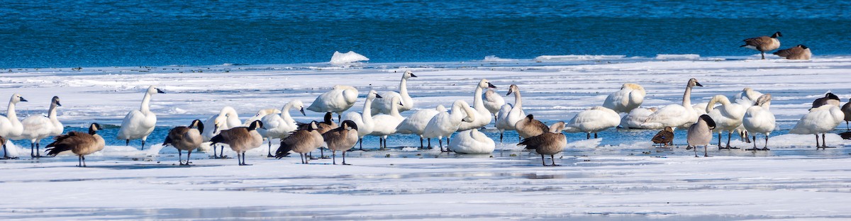 Trumpeter Swan - ML631358709