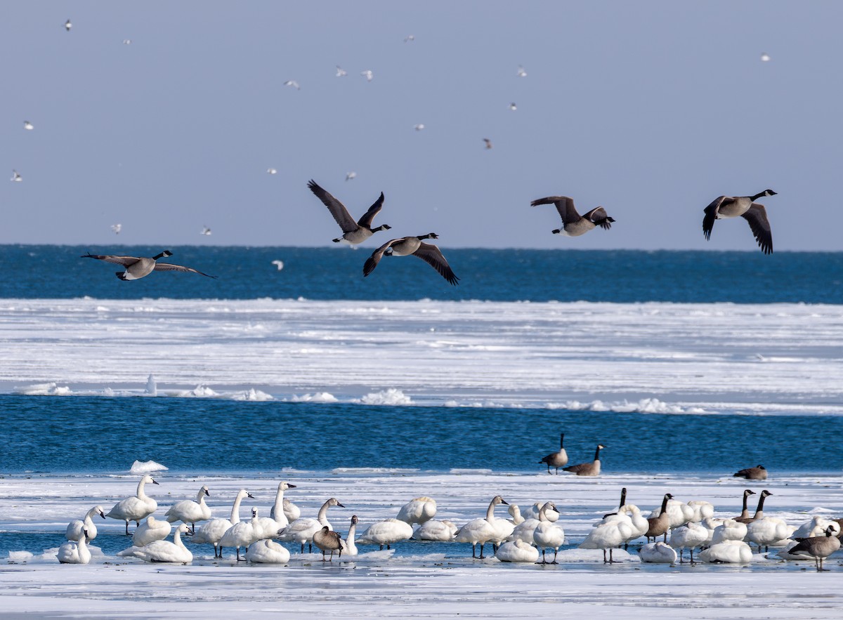 Trumpeter Swan - ML631358710