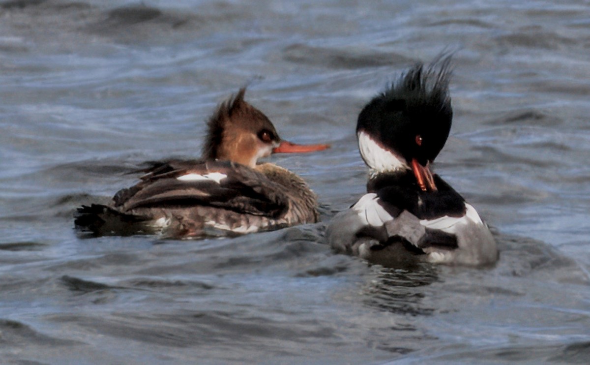 Red-breasted Merganser - ML631358786