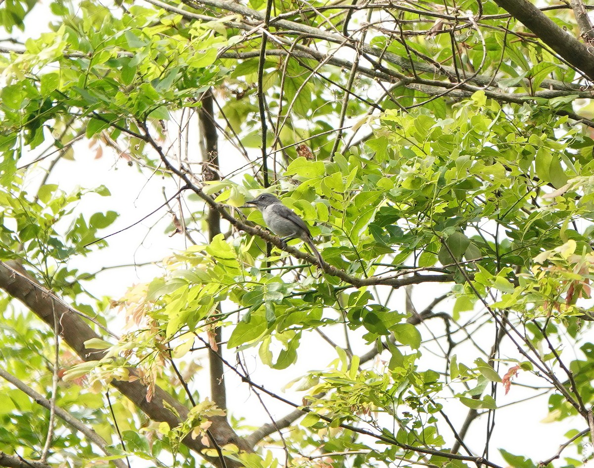 Gray-throated Tit-Flycatcher - ML631358938