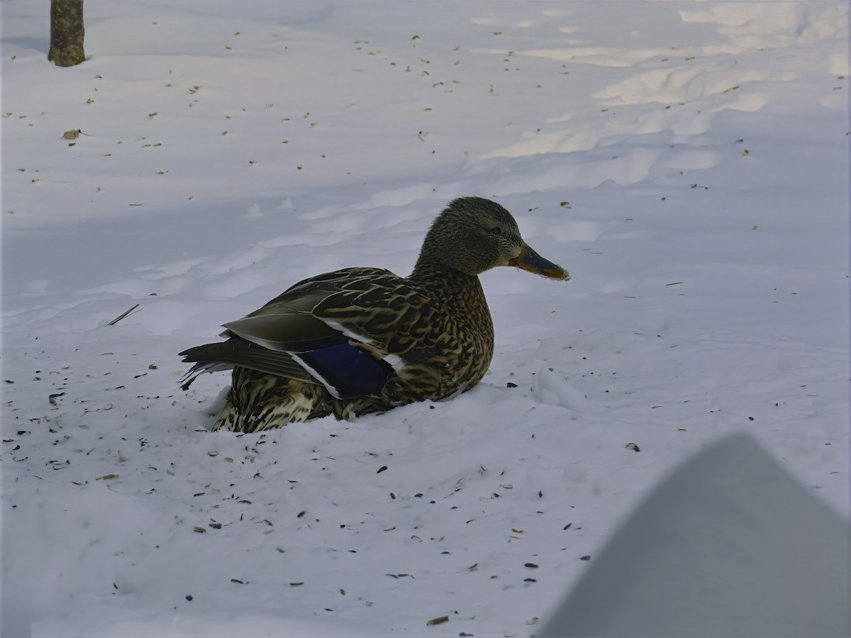 Mallard - ML631359072