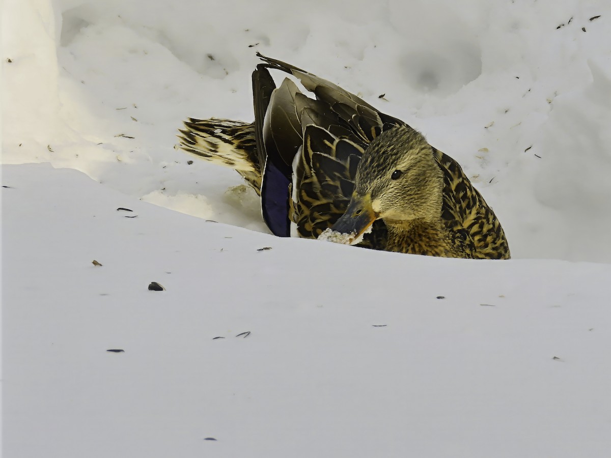 Mallard - ML631359073