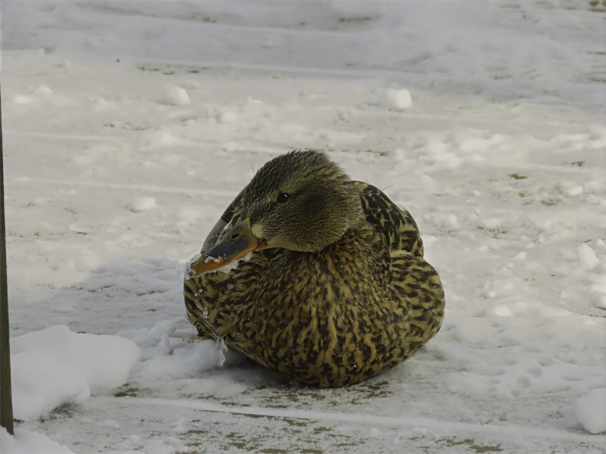 Mallard - ML631359074