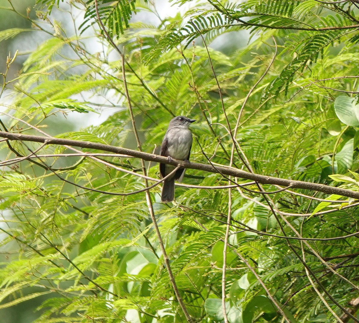 Tessmann's Flycatcher - ML631359173