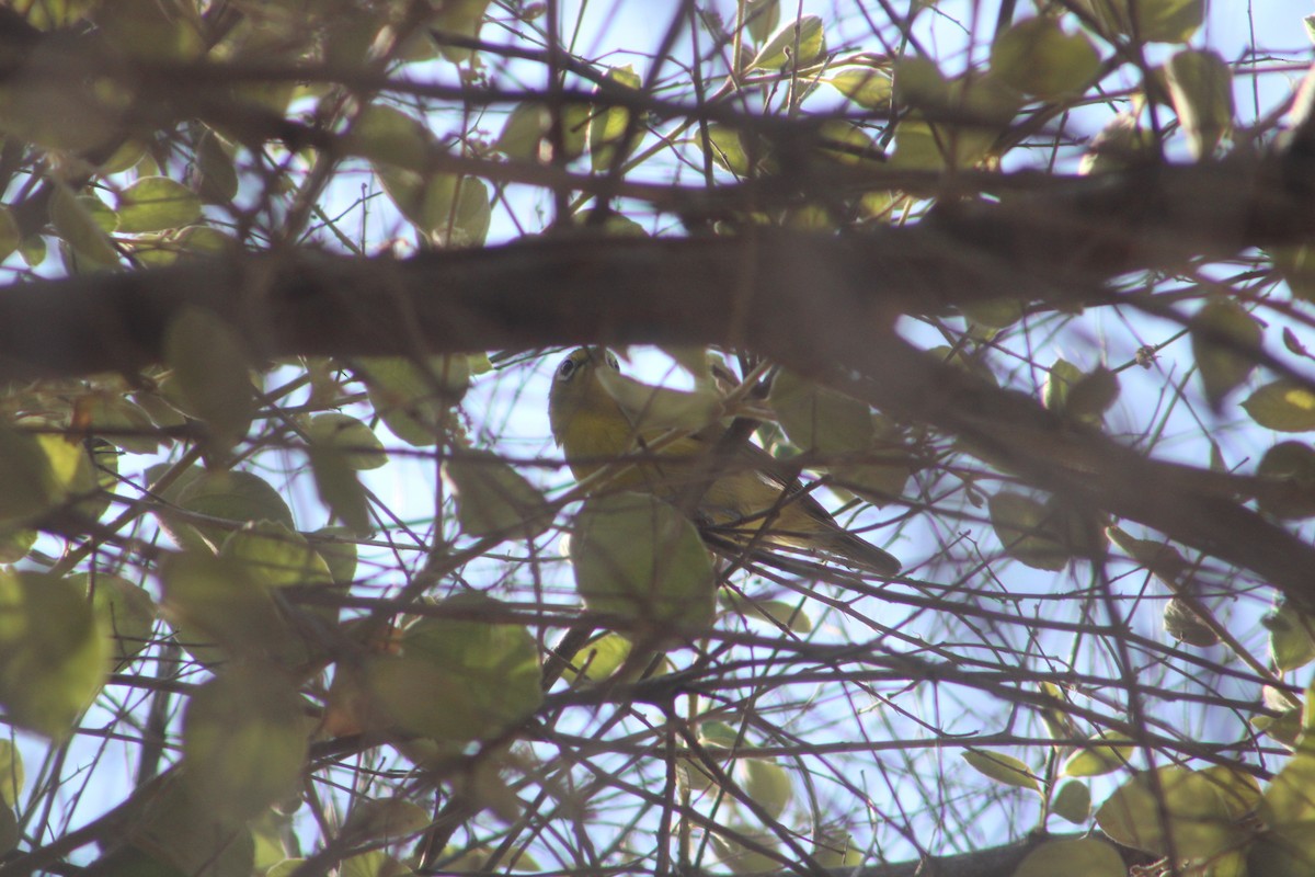 Lemon-bellied White-eye - ML631359176