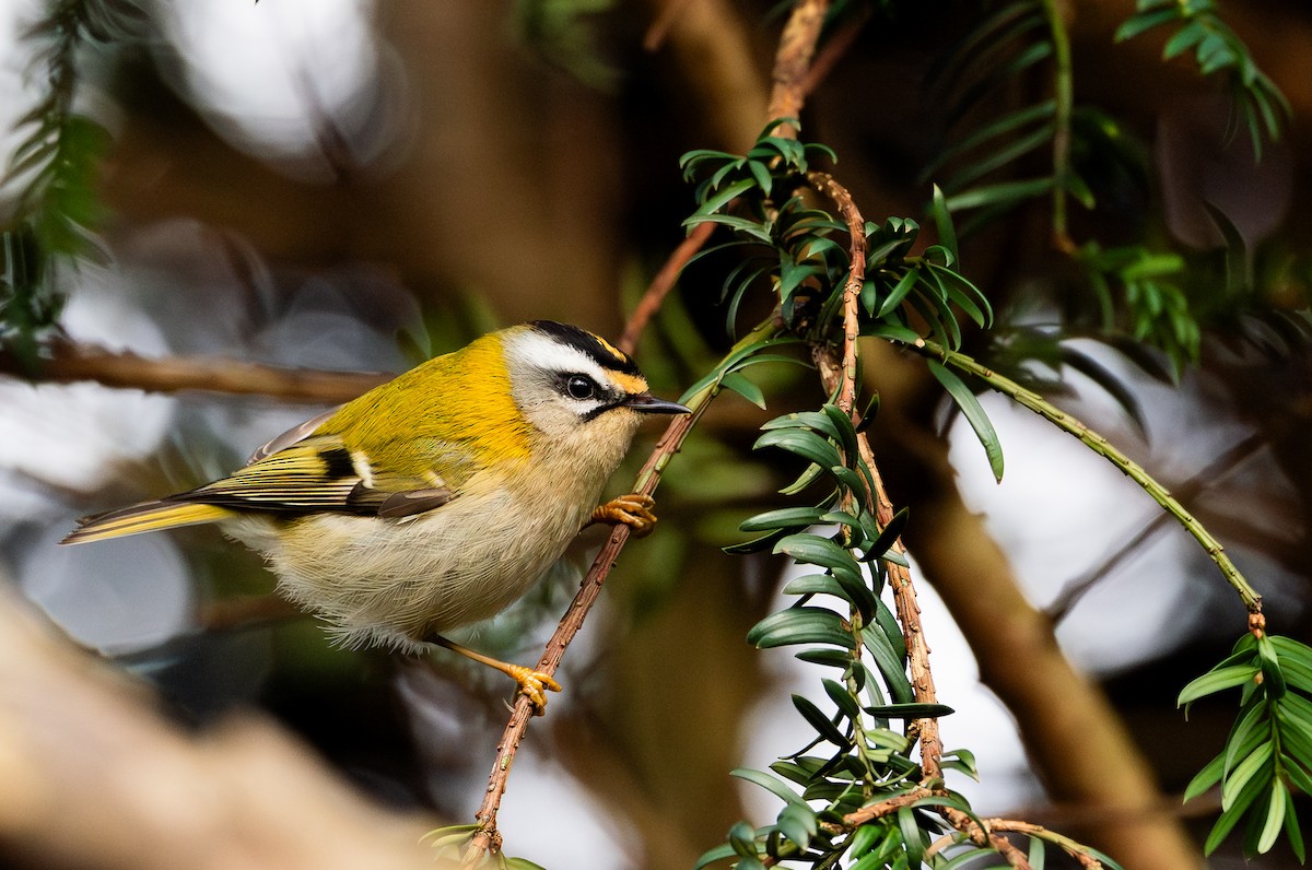 Common Firecrest - ML631359231