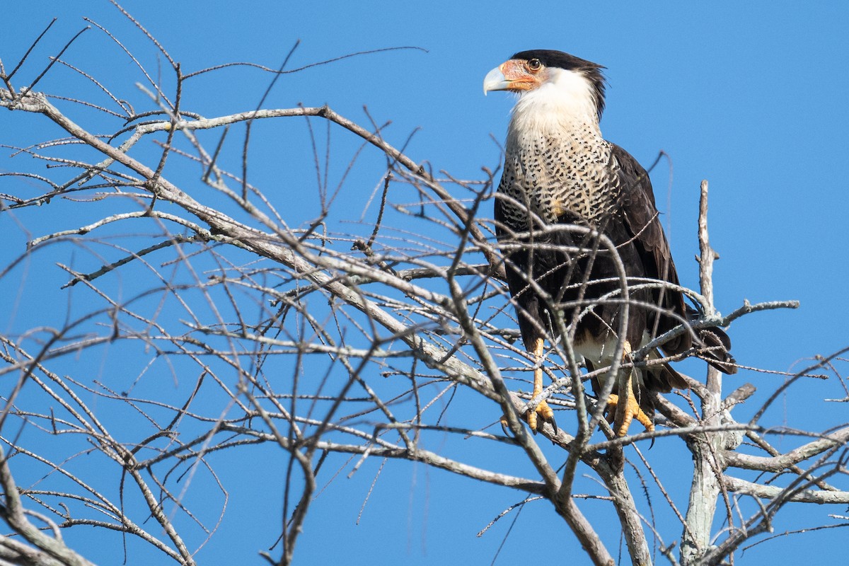 Crested Caracara - ML631359383