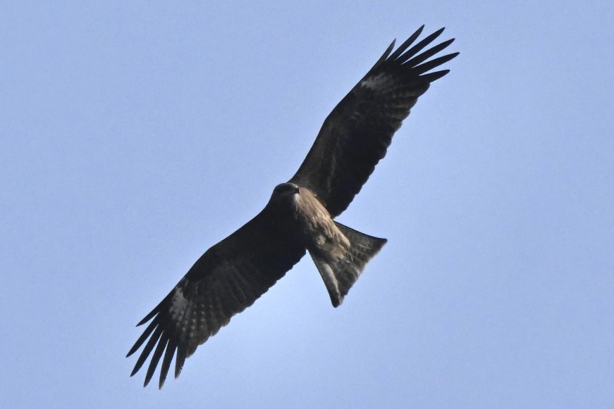 Black Kite (Black-eared) - ML631359603