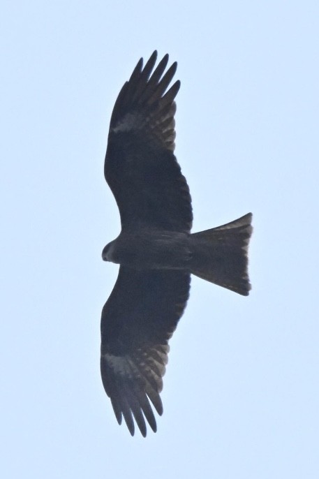 Black Kite (Black-eared) - ML631359604