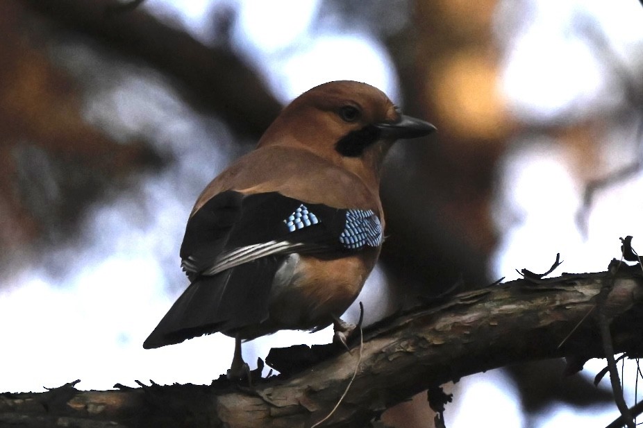 Eurasian Jay - ML631359743