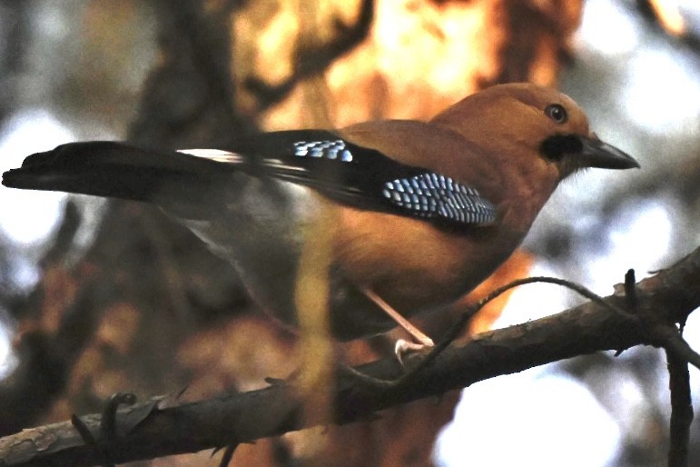 Eurasian Jay - ML631359747