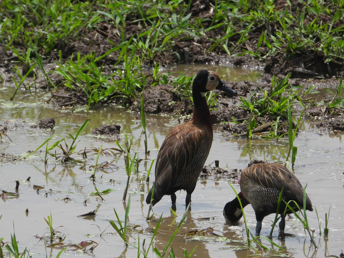 White-faced Whistling-Duck - ML631359830