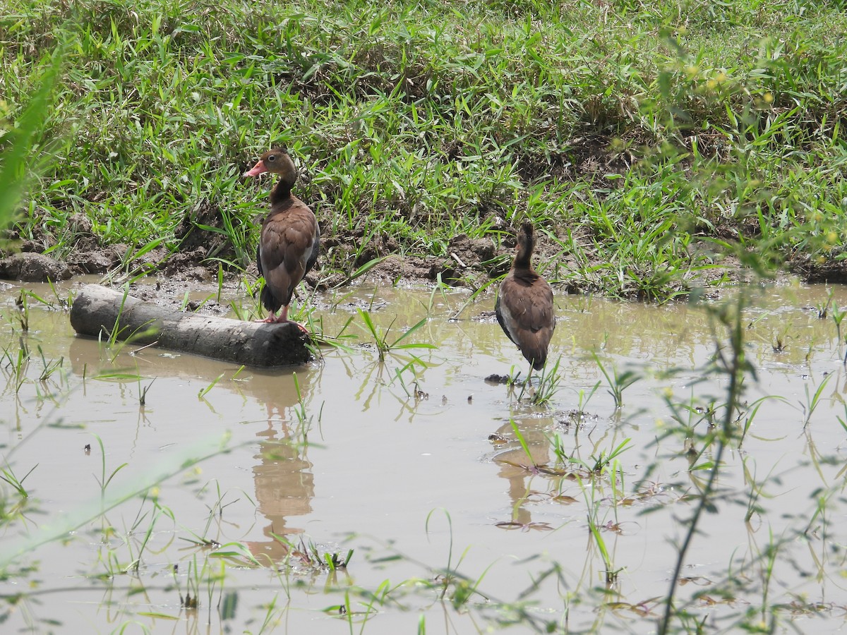 Black-bellied Whistling-Duck - ML631359835