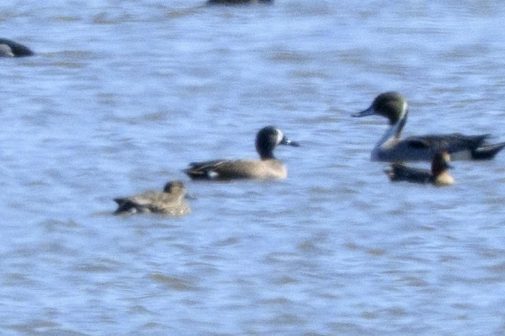 Mavi Kanatlı Ördek - ML631360026