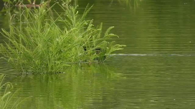 Red-knobbed Coot - ML631360080
