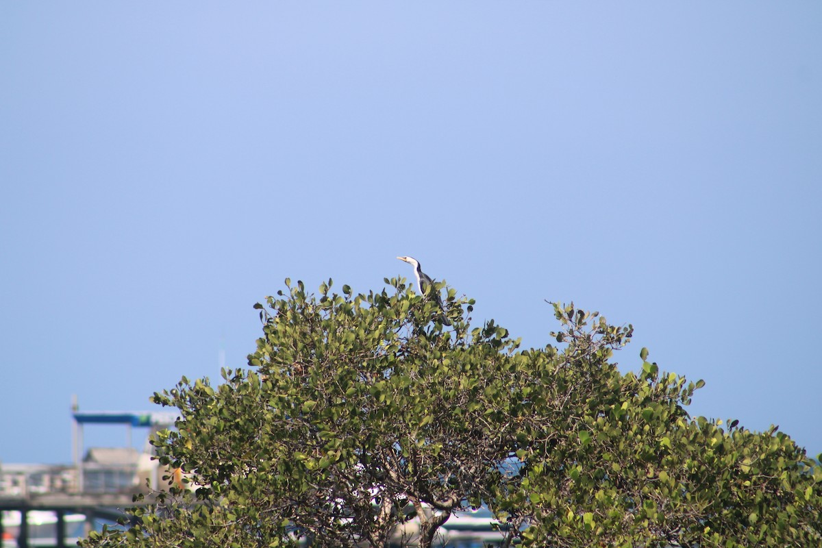 Little Pied Cormorant - ML631360125
