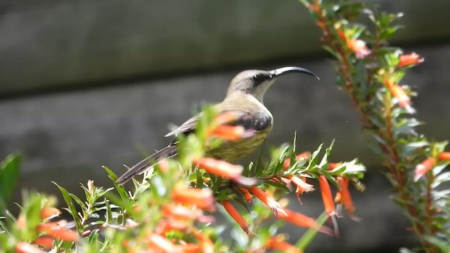 Нектарка бронзова - ML631360224