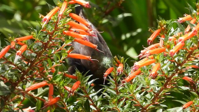 Нектарка бронзова - ML631360225