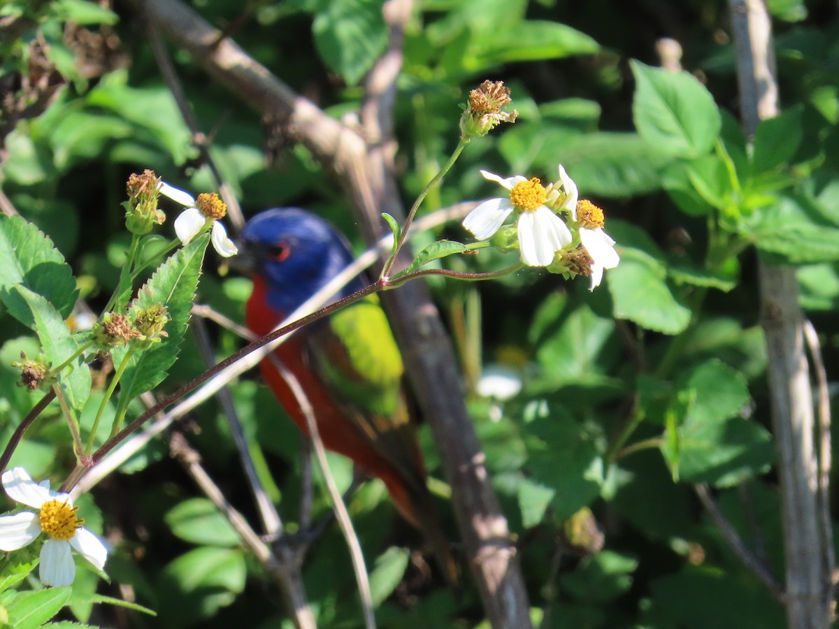 Painted Bunting - ML631360378