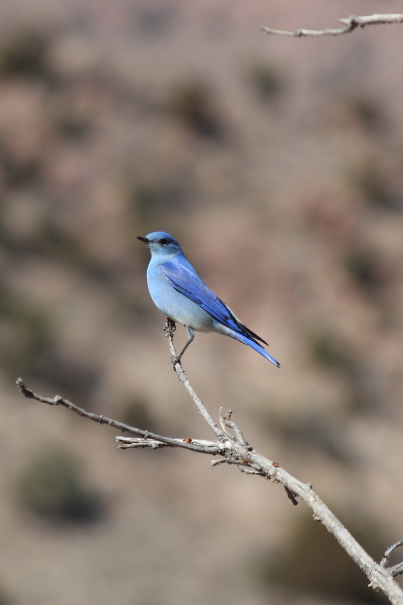 Mountain Bluebird - ML631360422