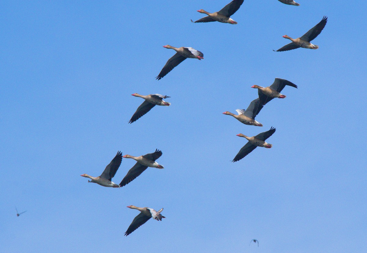 Graylag Goose - ML631360430