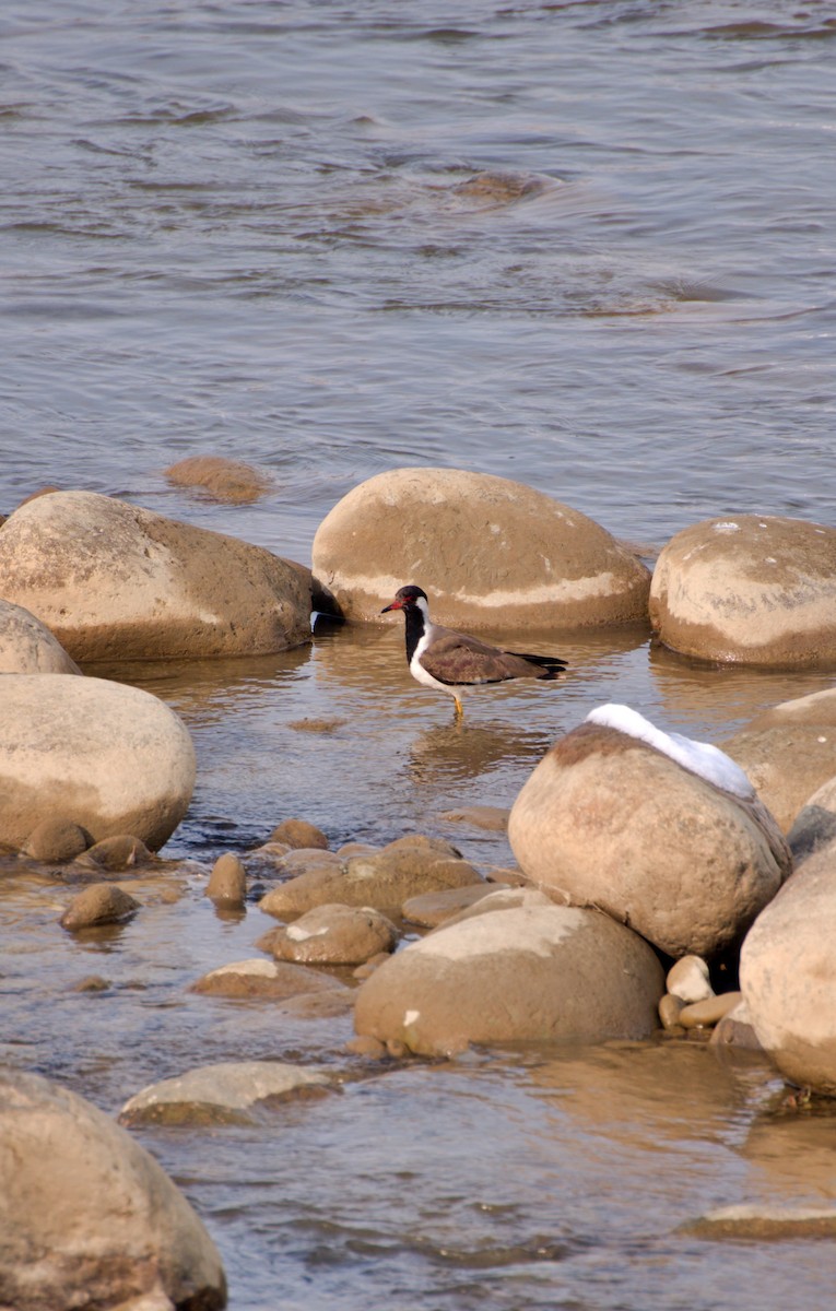 Red-wattled Lapwing - ML631360484