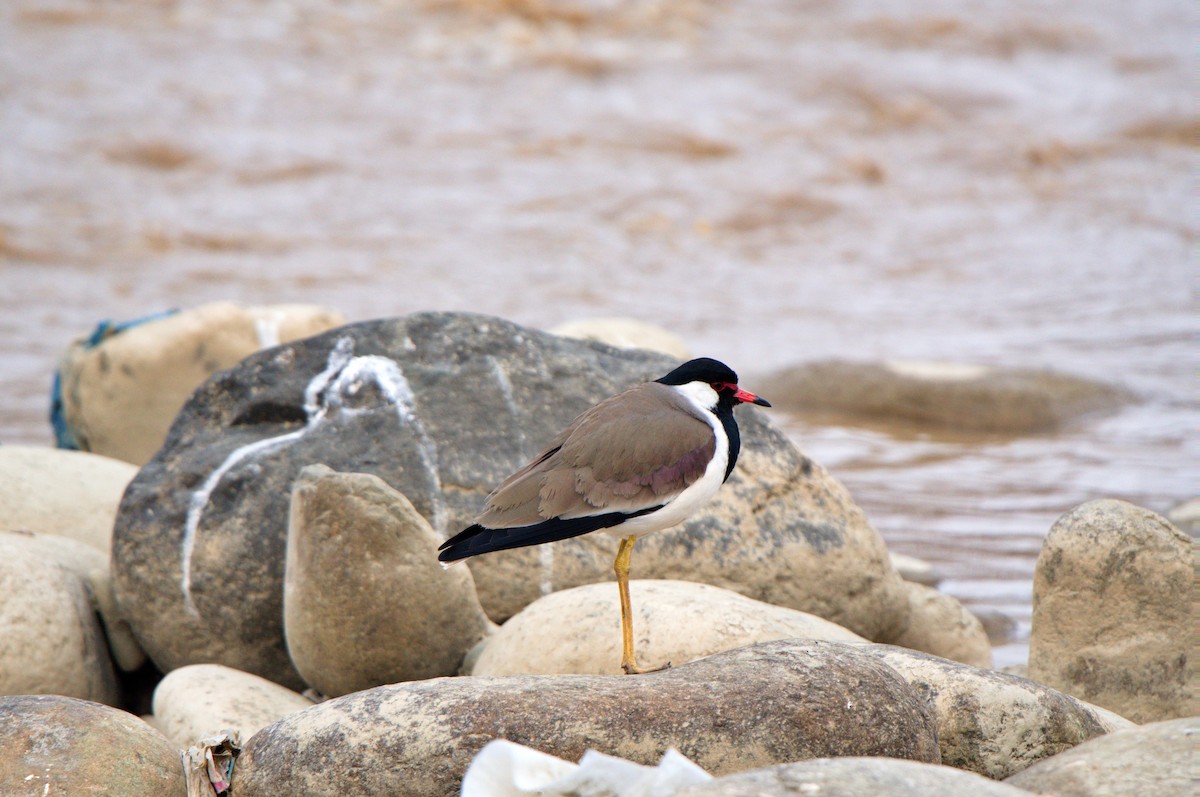 Red-wattled Lapwing - ML631360487
