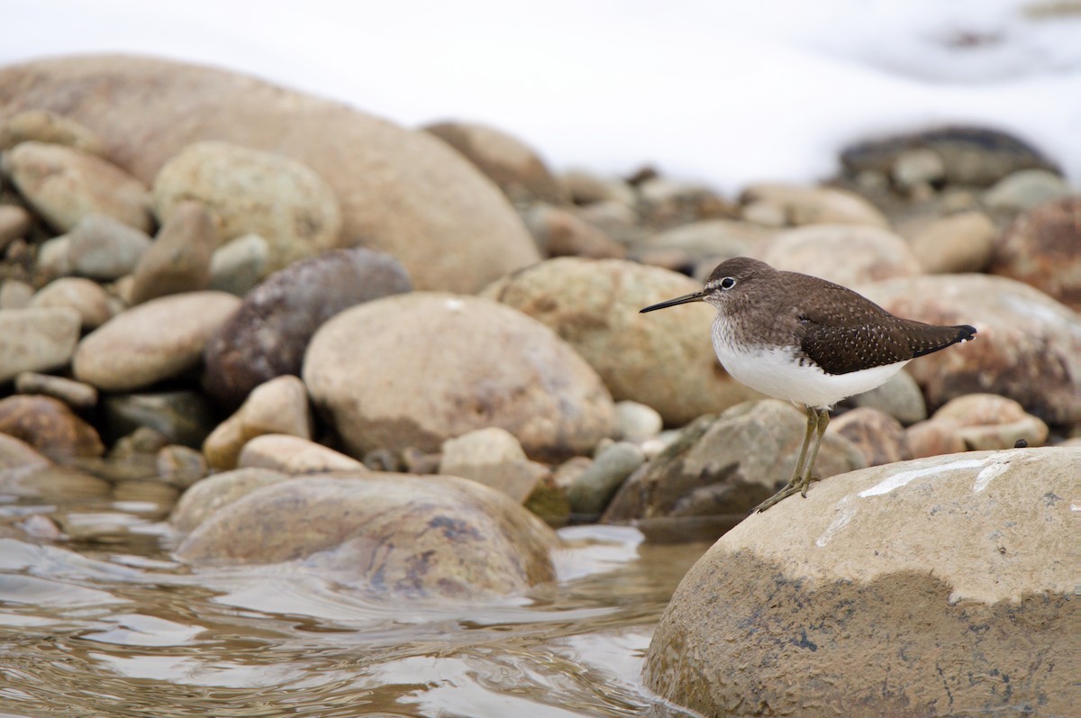 Green Sandpiper - ML631360496