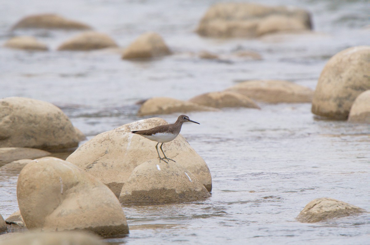 Green Sandpiper - ML631360497