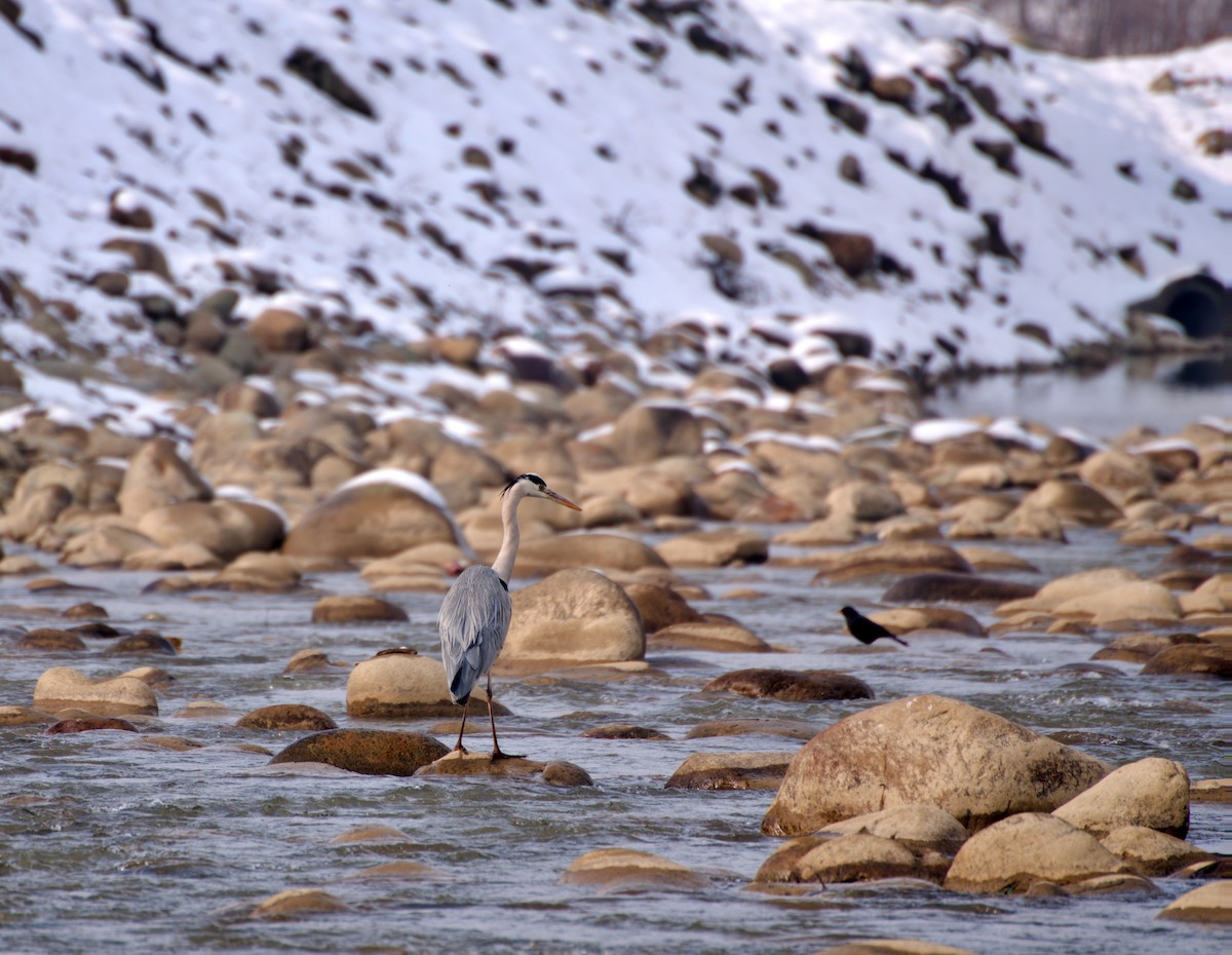 Gray Heron - ML631360516