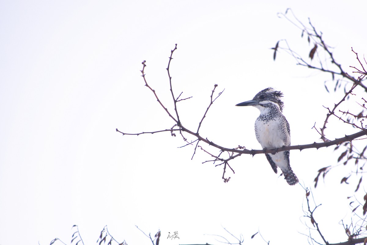 Crested Kingfisher - ML631360522